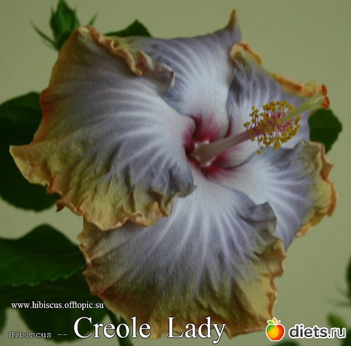 029 - Creole Lady, : My Gibiskus Gallery - 2O13