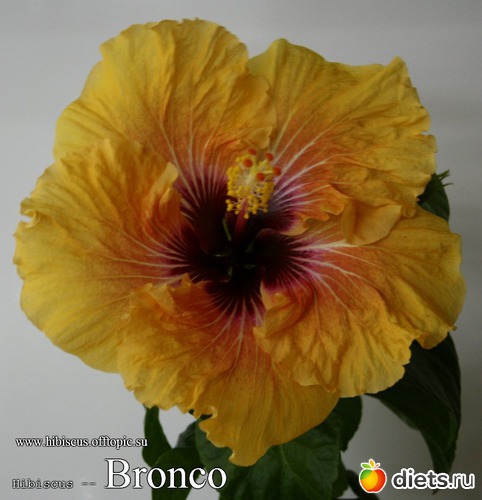 030 - Bronco, альбом: My Gibiskus Gallery - 2O13