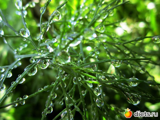 62 ����: ����