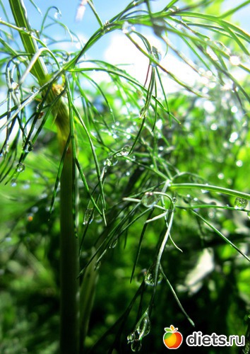 63 ����: ����