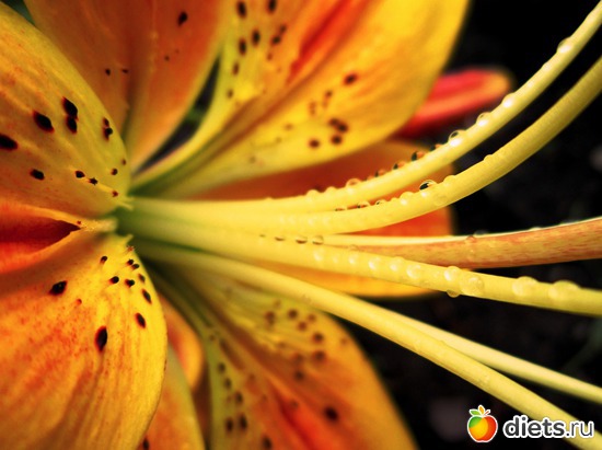 65 ����: ����