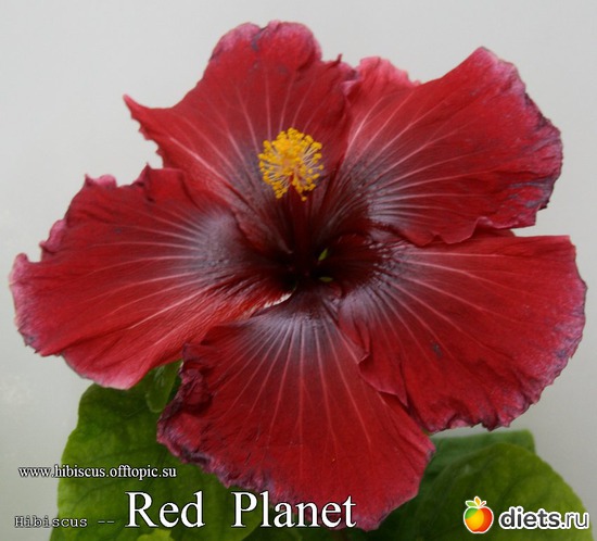 031 - Red Planet, : My Gibiskus Gallery - 2O13