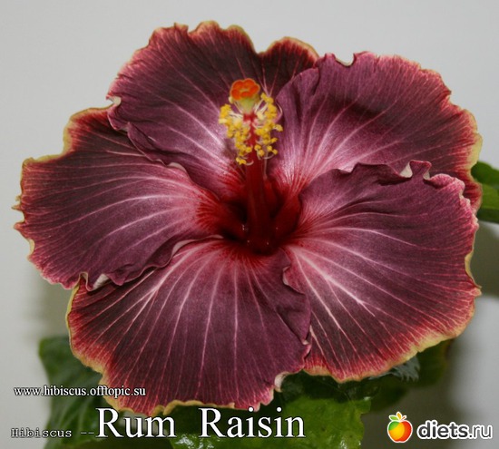 032 - Rum Raisin, : My Gibiskus Gallery - 2O13