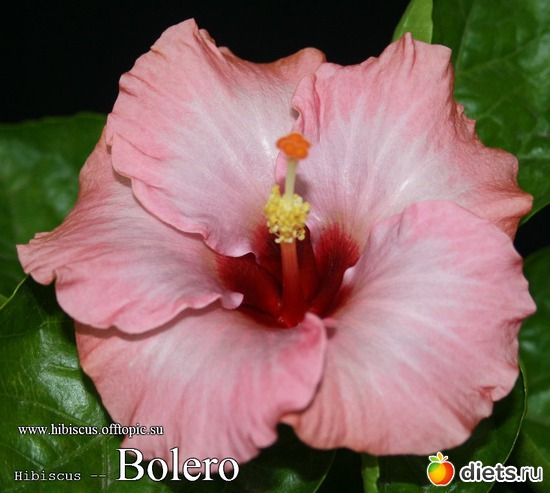 033 - Bolero, : My Gibiskus Gallery - 2O13