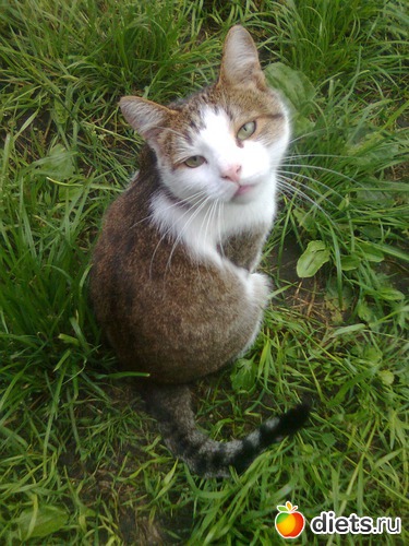 Мой любимый Яшка, альбом: Мои дети хвостатые и полосатые.