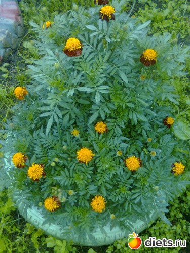 Цветы, альбом: Цветы в огороде