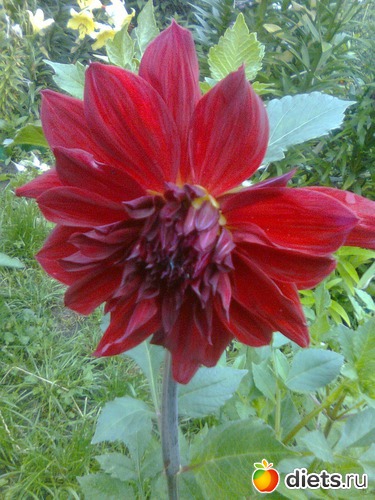 Георгин, альбом: Цветы в огороде