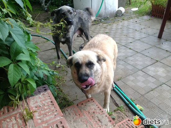 �� ��� ������ ��� ������:)..., ������: �������� �������:)