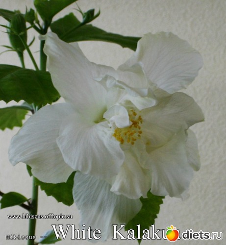 034 - White Kalakua, : My Gibiskus Gallery - 2O13