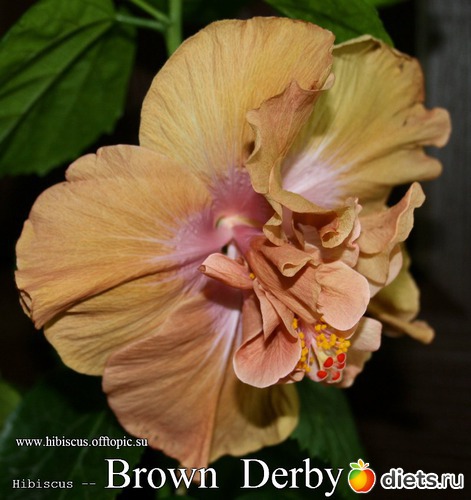 035 - Brown Derby, альбом: My Gibiskus Gallery - 2O13