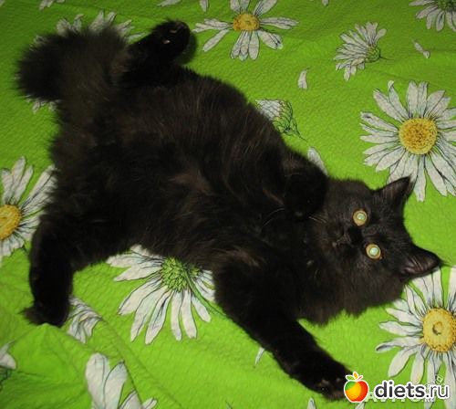 ��� ����