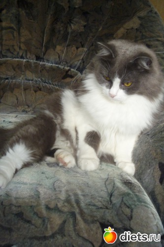 3 ����: ��� ����