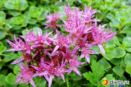 83 ����: ����� � ����-�������� ����!