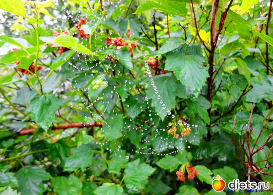 85 ����: ����� � ����-�������� ����!