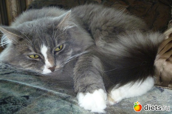 4 ����: ������ ��� �����