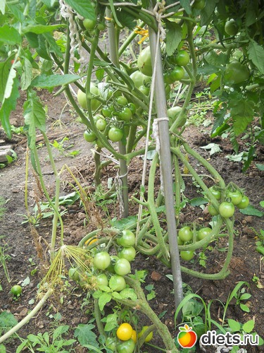 35 ����: ������