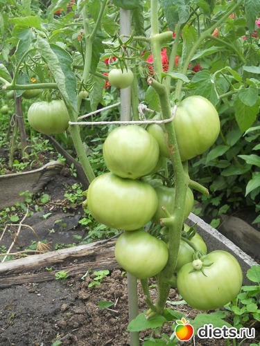 36 ����: ������