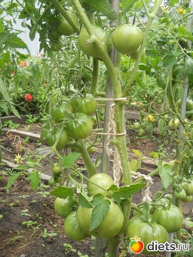 37 ����: ������