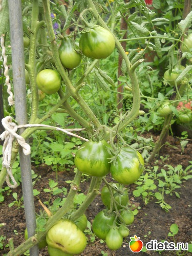 38 ����: ������