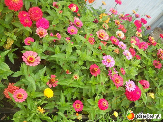 39 ����: ������