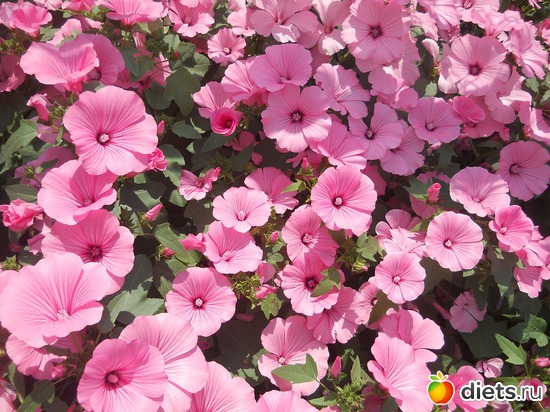 25 ����: ������