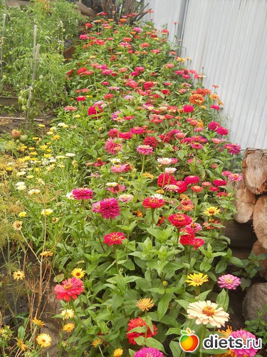 40 ����: ������