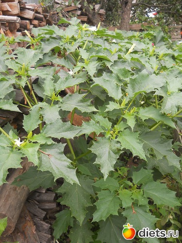 41 ����: ������