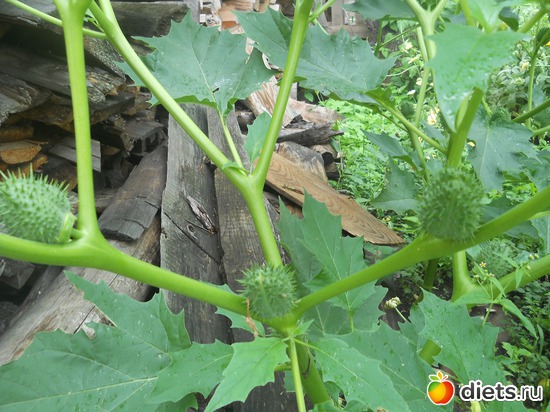 42 ����: ������