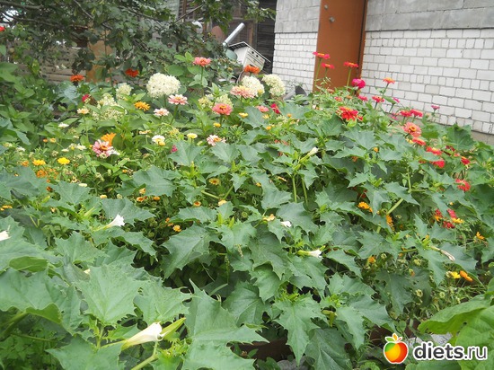 43 ����: ������