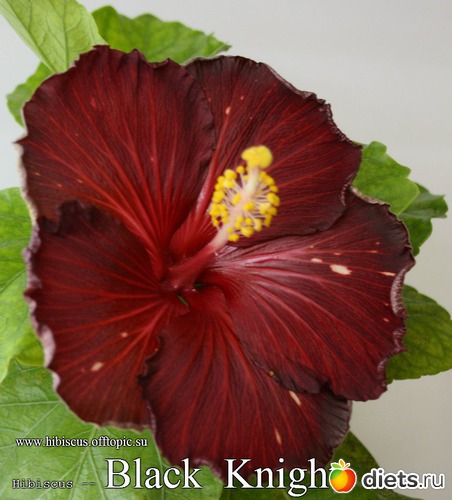 036 - Black Knight, альбом: My Gibiskus Gallery - 2O13