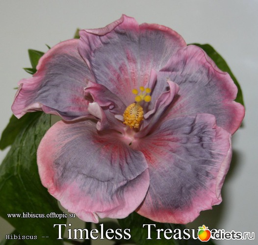 037 - Timeless Treasure, альбом: My Gibiskus Gallery - 2O13