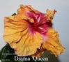 038 - Drama Queen