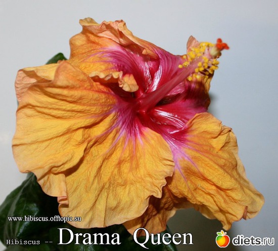 038 - Drama Queen, : My Gibiskus Gallery - 2O13
