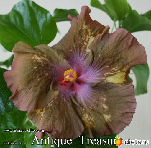 039 - Antique Treasure, : My Gibiskus Gallery - 2O13