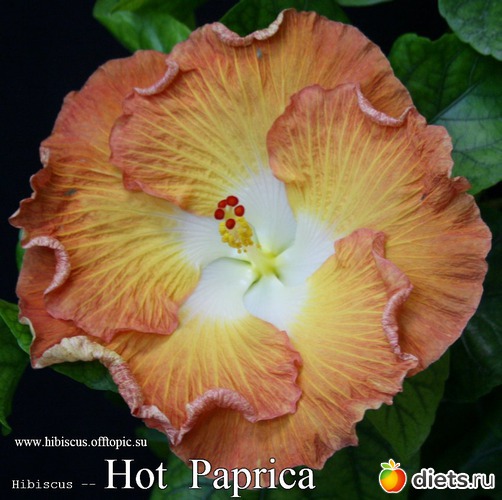 040 - Hot Paprica, : My Gibiskus Gallery - 2O13