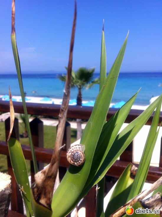 59 фото: Халкидики 2013