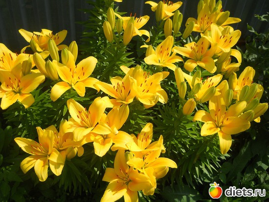 28 ����: ������