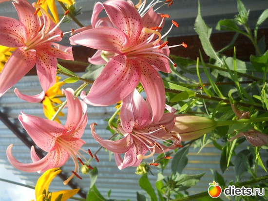 29 ����: ������