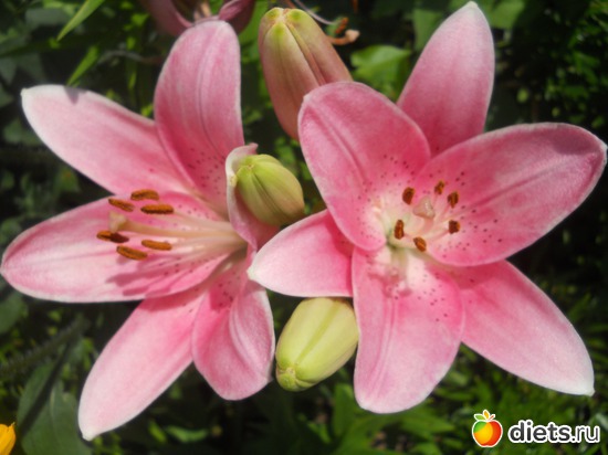 30 ����: ������