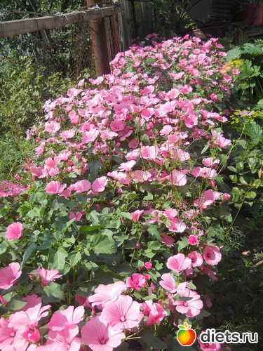 26 ����: ������