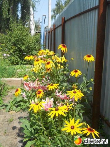 27 ����: ������