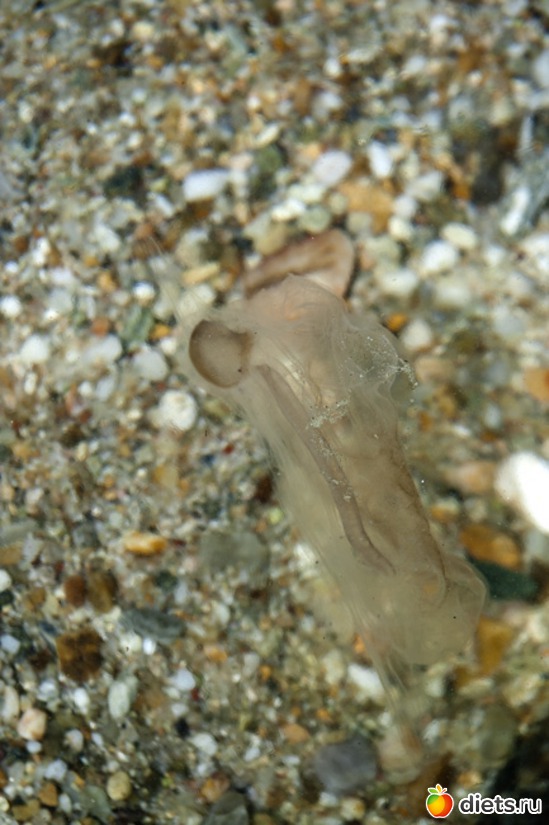 79 фото: Халкидики 2013