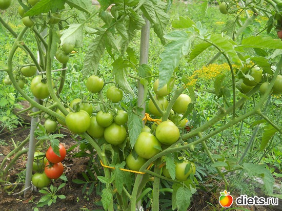 32 ����: ������