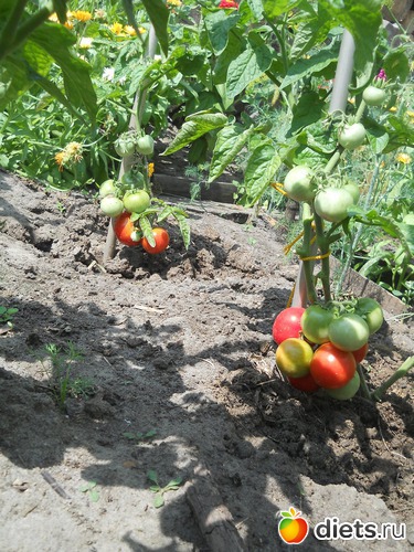 31 ����: ������