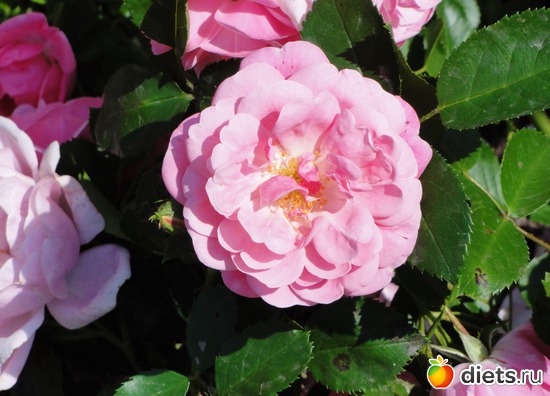 шиповник, альбом: Цветы разные