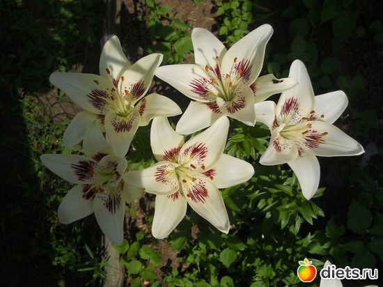 24 ����: ������