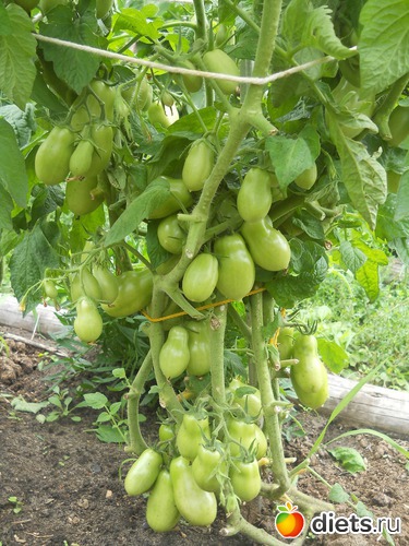 33 ����: ������