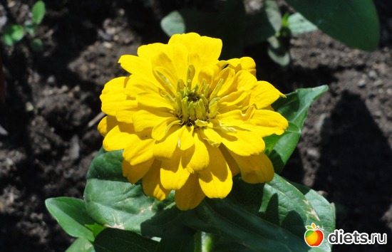 33 фото: Цветы разные