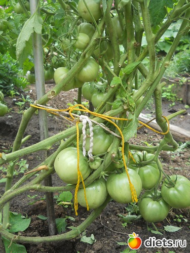 34 ����: ������