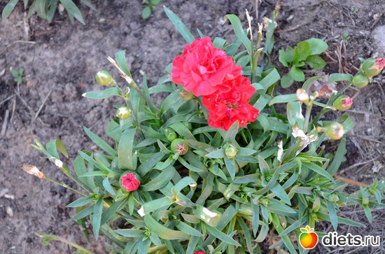 ���������, ������: ���� 2013